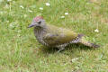 Juvenile Green Woodpecker