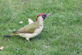 Green Woodpecker image from gardenbirdwatching.com