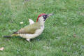 Green Woodpecker