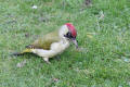 Green Woodpecker