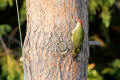 Green Woodpecker