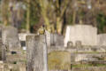 Green Woodpecker