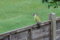 Green Woodpecker