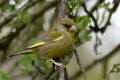 Greenfinch image from gardenbirdwatching.com