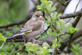 Greenfinch image from gardenbirdwatching.com