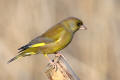 Greenfinch image from gardenbirdwatching.com