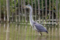 Grey Heron image from gardenbirdwatching.com