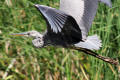 Grey Heron