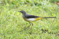 Grey Wagtail