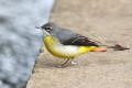 Grey Wagtail