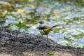 Grey Wagtail