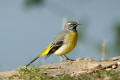 Grey Wagtail