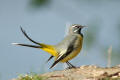 Grey Wagtail image from gardenbirdwatching.com