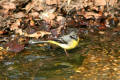 Grey Wagtail