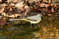 Grey Wagtail