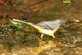 Grey Wagtail