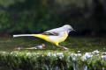 Grey Wagtail