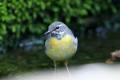 Grey Wagtail