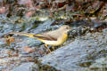 Grey Wagtail