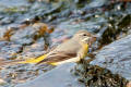 Grey Wagtail