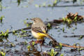 Grey Wagtail