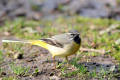 Grey Wagtail