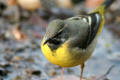 Grey Wagtail