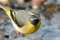 Grey Wagtail