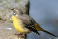 Grey Wagtail