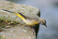 Grey Wagtail