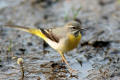 Grey Wagtail