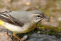 Grey Wagtail