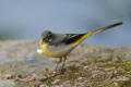 Grey Wagtail