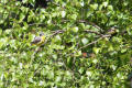 Grey Wagtail