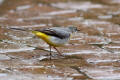 Grey Wagtail