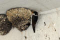 House Martin