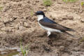 House Martin