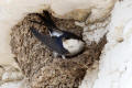 House Martin