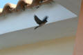 House Martin