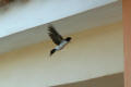 House Martin