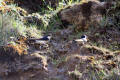 House Martin