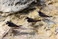 House Martin