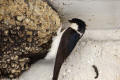 House Martin