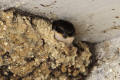 House Martin