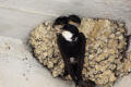 House Martin