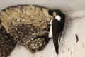 House Martin