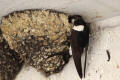 House Martin