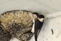 House Martin