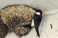 House Martin