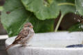 House Sparrow